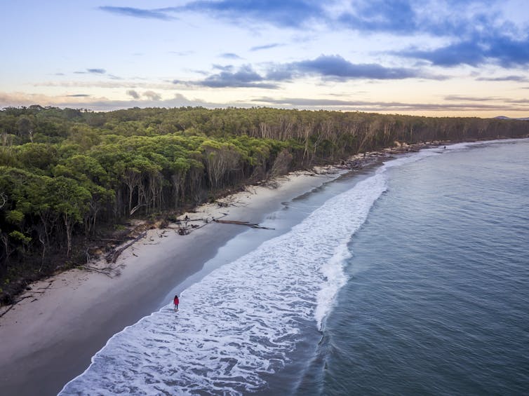 aerial view of beach and forest
