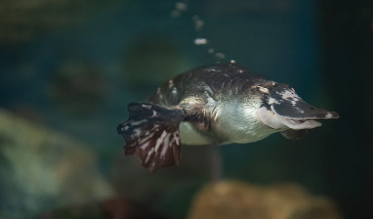 platypus swimming