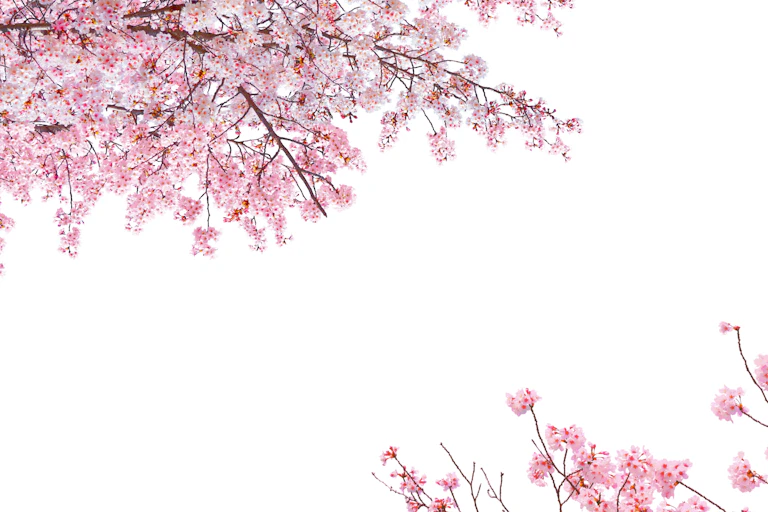 Pink blossom on branches, white background