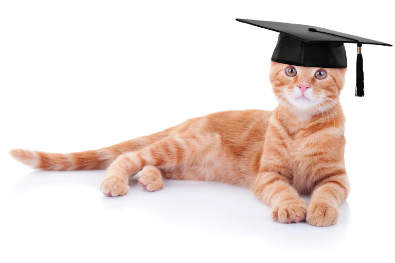 orange cat wearing black graduation cap