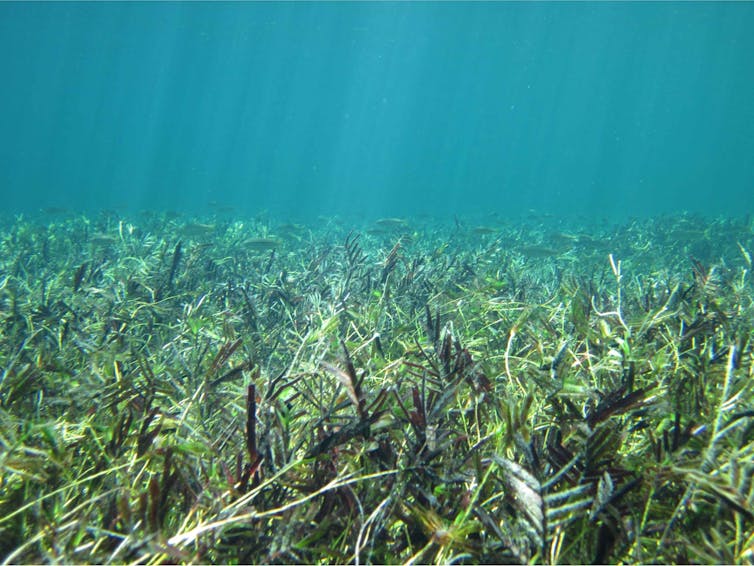 A thick carpet of seagrass underwater with light shining down from the surface.