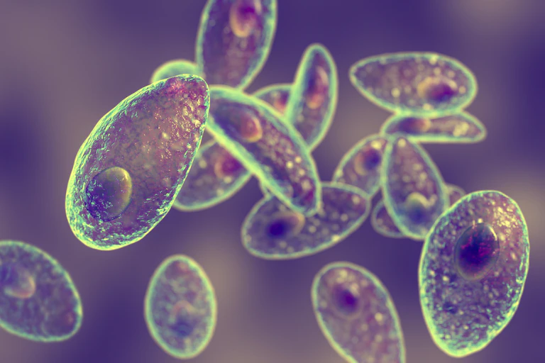 Illustration of opaque, oblong microbes with a round nucleus at one end