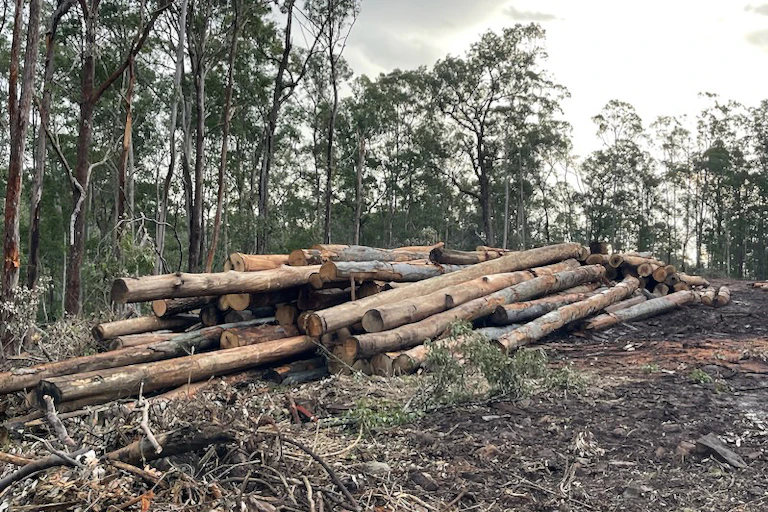 a pile of logs in a newly logged eucalypt forest in NSW