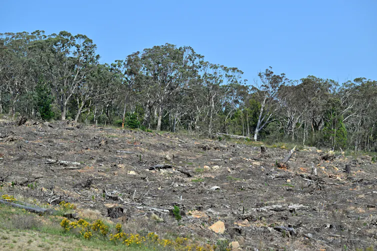 An area of cleared land with native forest in the background in NSW