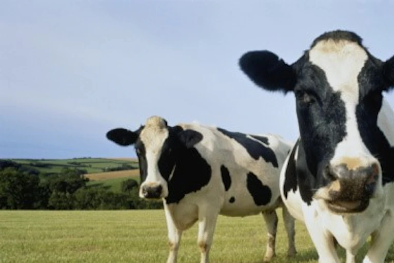 Standing in a grassy field, two dairy cows stare at the camera.