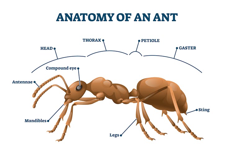 Diagram of parts of an ant