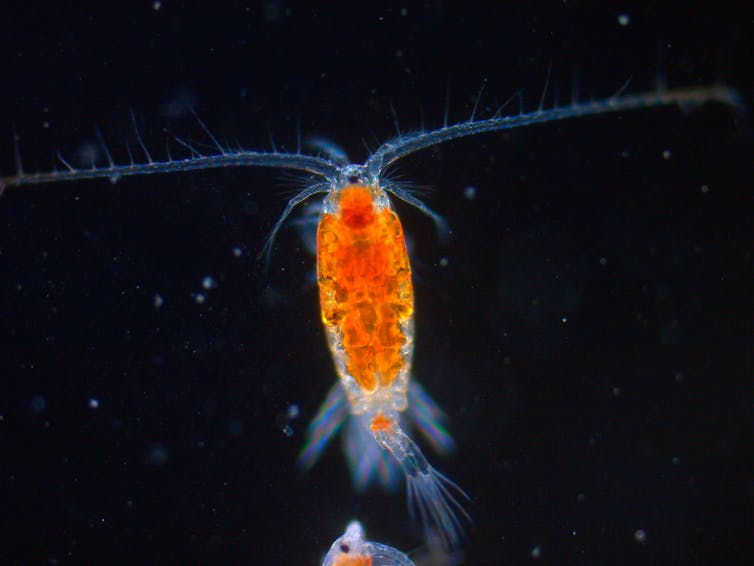 copepod under the microscope