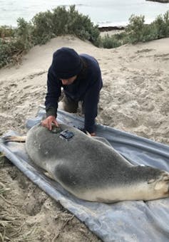 Photo of the author attaching a video camera to the back of a sedated sea lion on a beach