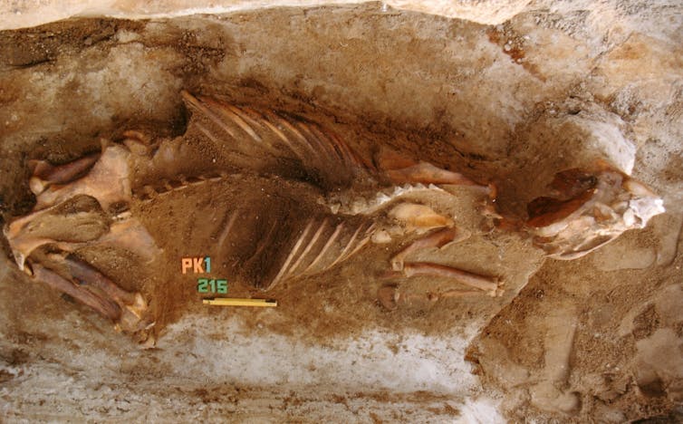 The skeleton of a horse uncovered by archaeologists