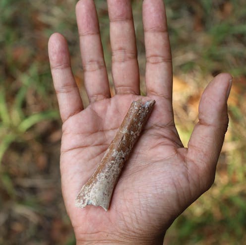 Tiny fossil arm bone sheds light on evolution of ancient Indonesian ‘hobbits’