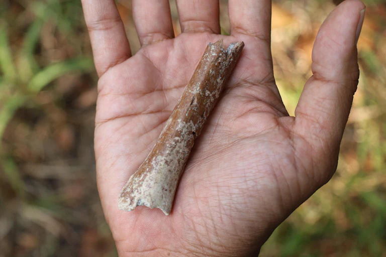 Photo of a small bone in the palm of a person's hand.
