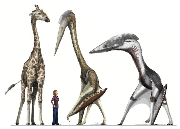 Artistic impressions of the giant pterosaurs Arambourgiania and Hatzegopteryx next to a large male giraffe and human
