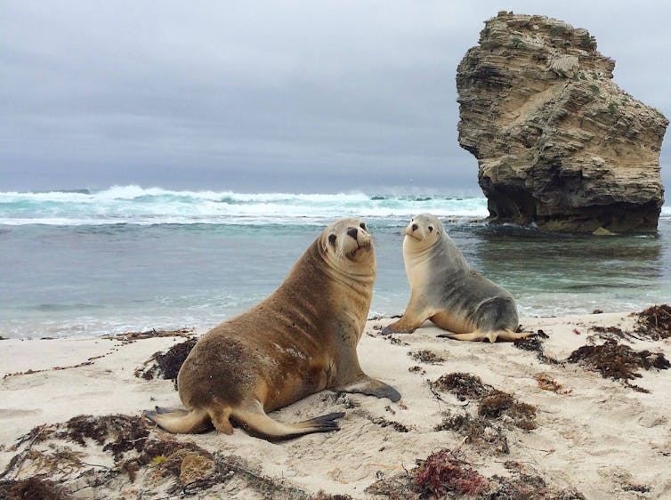 Sea lions with mounted cameras map their habitat and capture the "best slow TV ever".