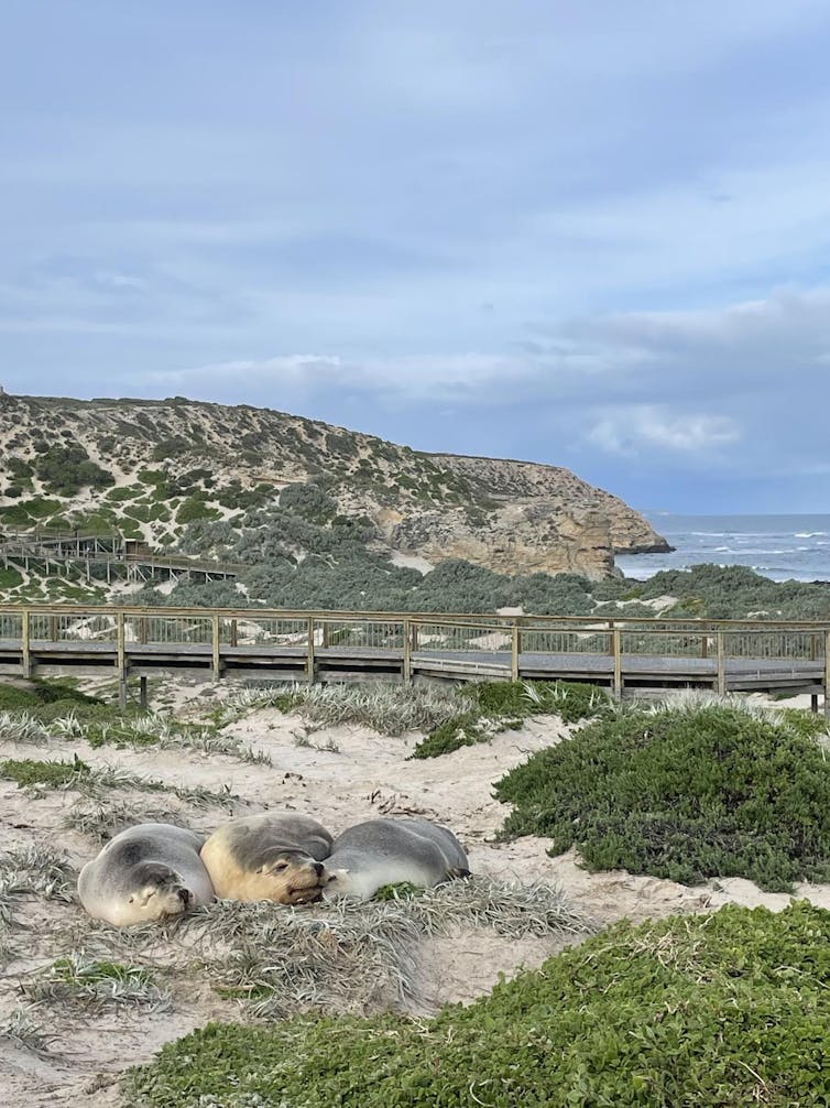 Three Australian sea lions huddled together in the sand dunes on Kangaroo Island