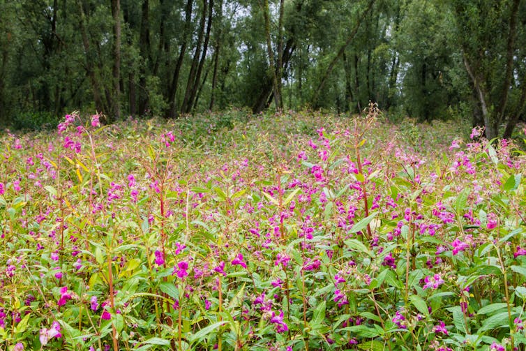 Dense grove of pink flowering plant