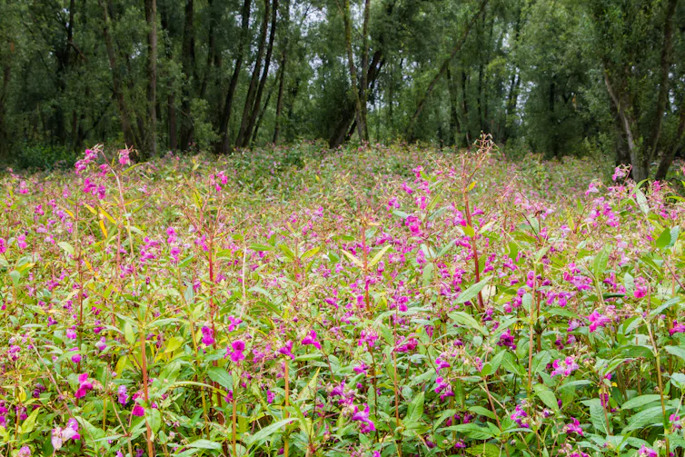 Dense grove of pink flowering plant