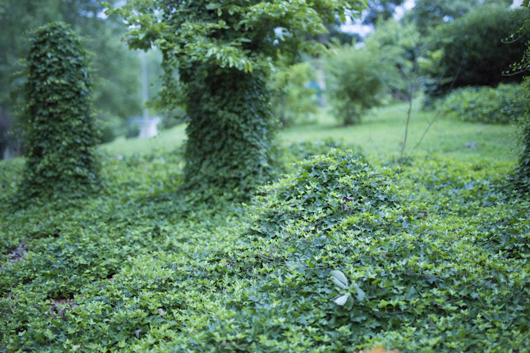 Grove taken over by green vine.