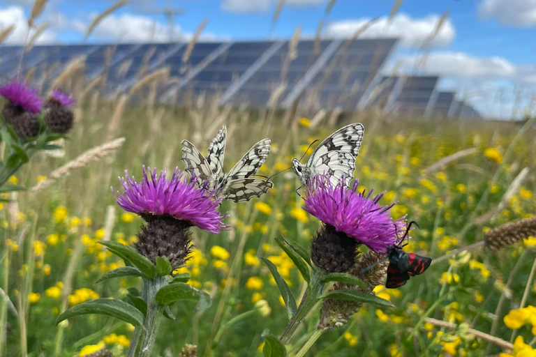 close up of purple thistle flowers, black and white butterflies resting on them, solar panels on field in background