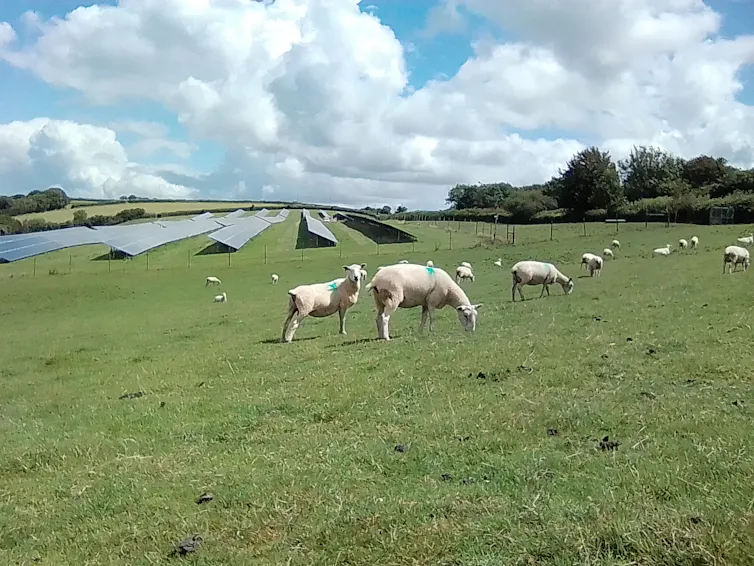 sheep grazing on green grassy field, solar panels in background