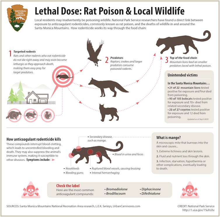 Infographic showing how wild animals become exposed to rat poison.