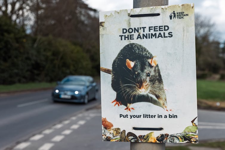 A road sign reading 'Don't feed the animals -- Put your litter in a bin', with a photo of a rat.