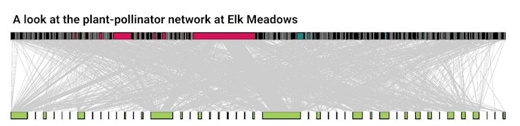 A graph with gray lines connecting plants to pollinators