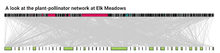 A graph with gray lines connecting plants to pollinators