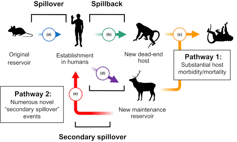Diagram showing pathways of disease transmission between humans, an original reservoir, a new maintenance reservoir and a new dead-end host