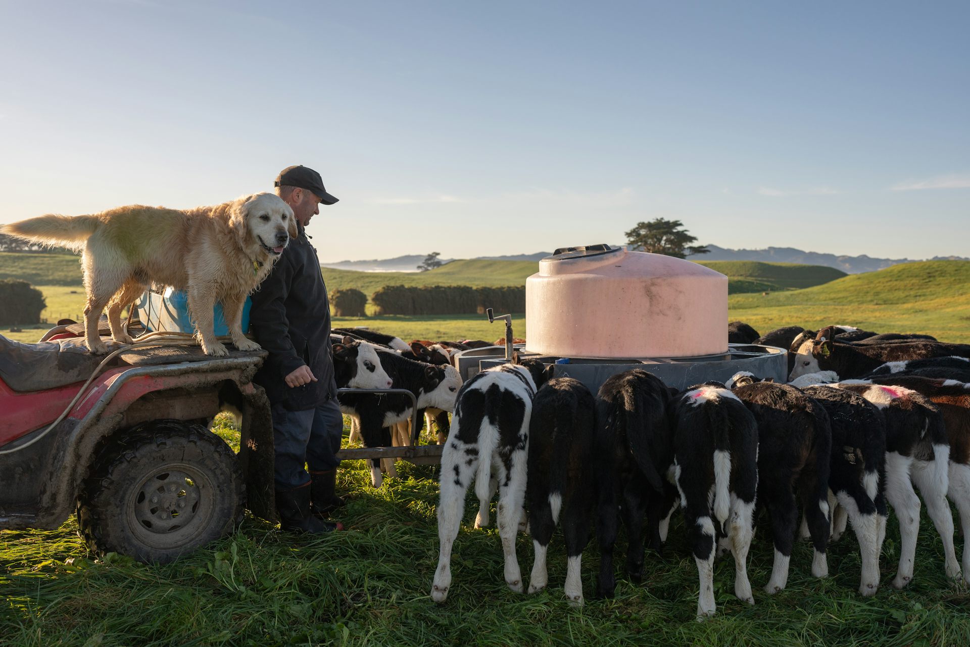 A farmer and his dog watching a group of cows feeding from a milk bar