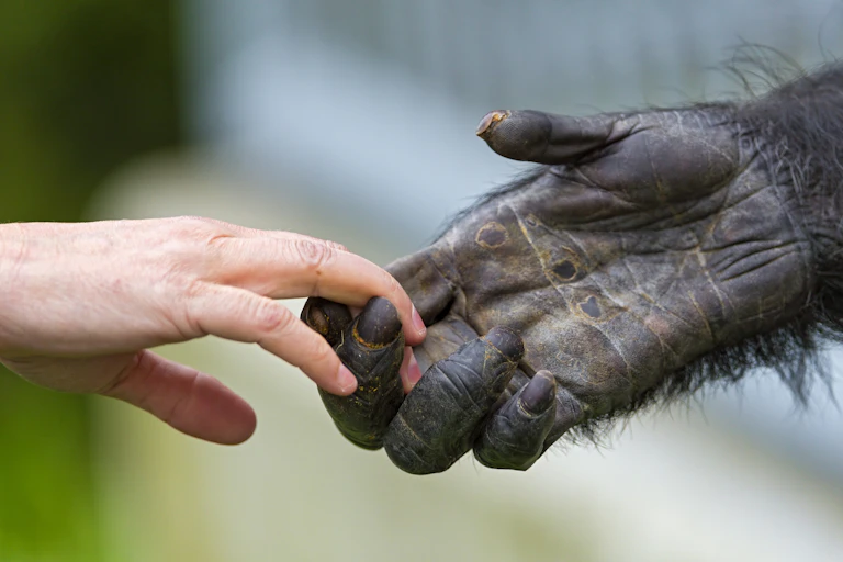 Human hand holding chimp hand