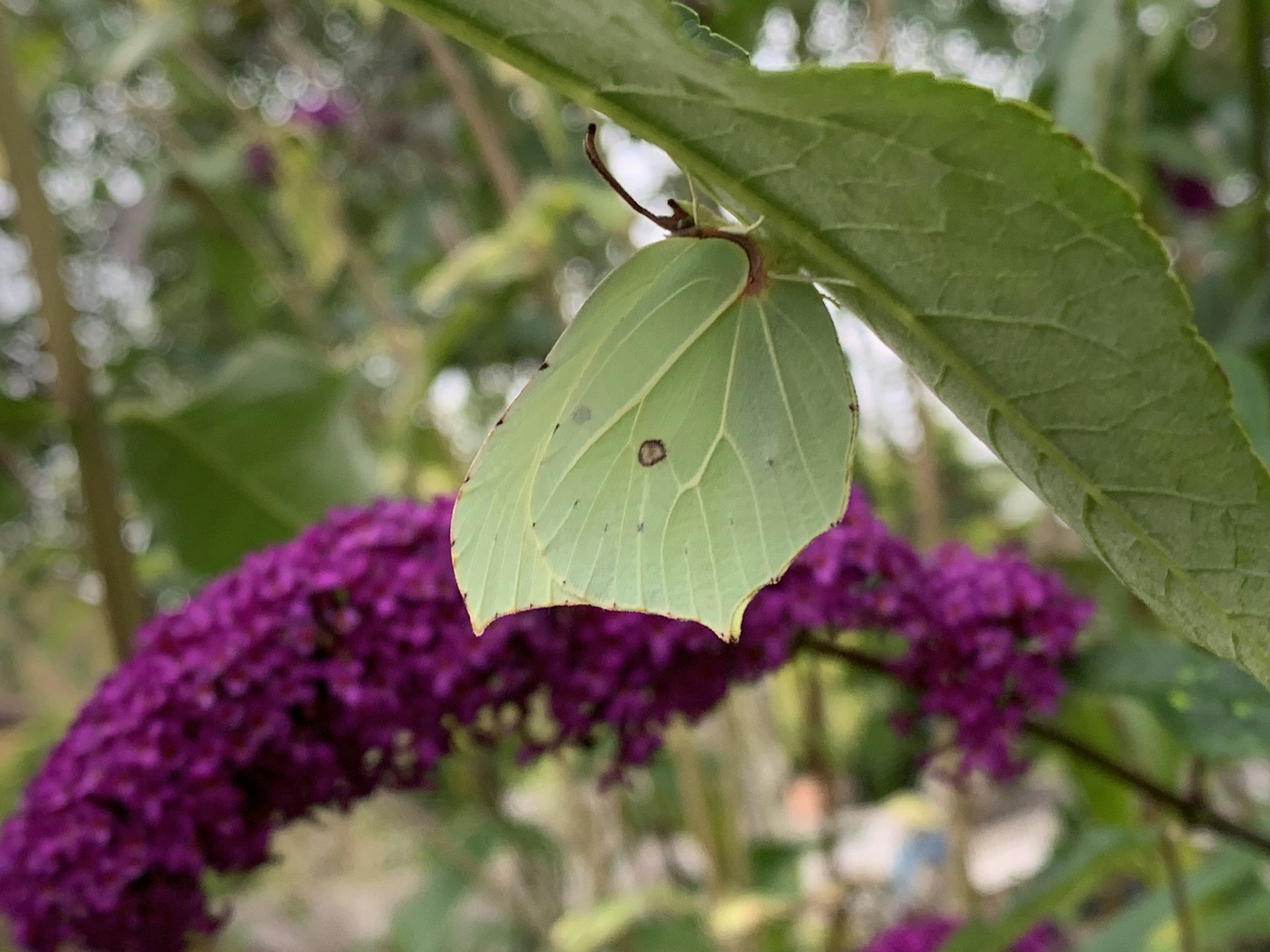 A green butterfly resembling a leaf.