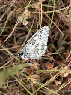 A white butterfly with grey markings in tall grass.
