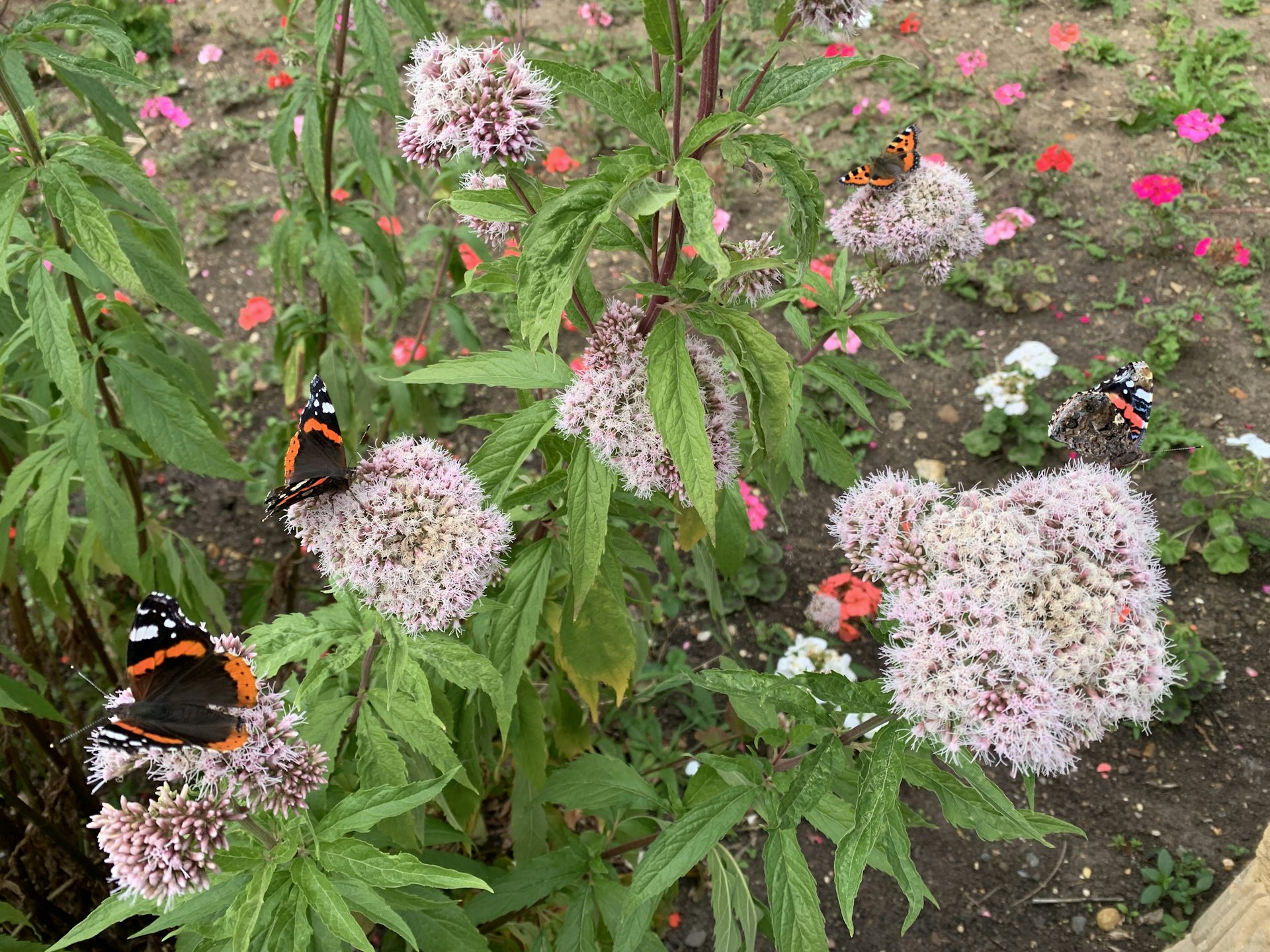 Several black and red butterflies on pink flowers.