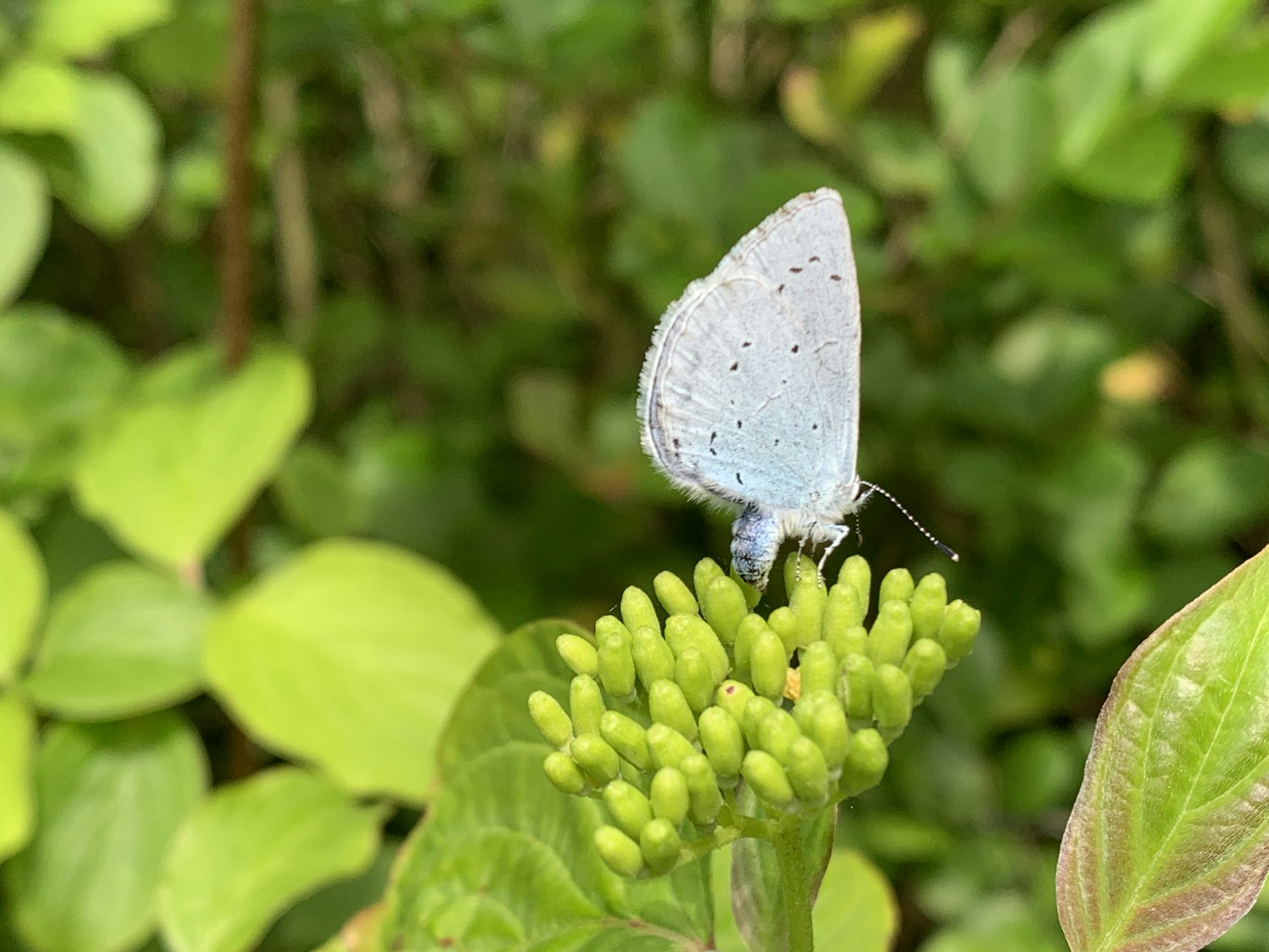 A pale blue and white butterfly on an unopened flower.
