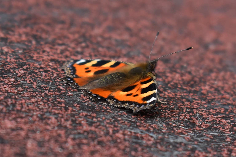 A small orange and black butterfly on a rough surface.