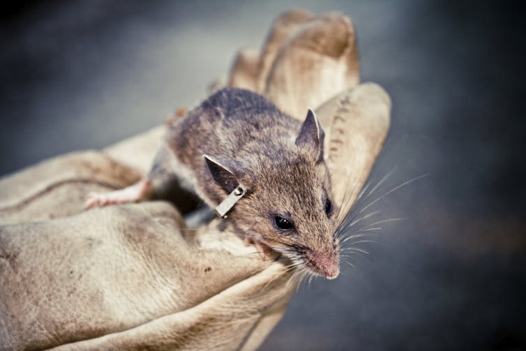 Mouse with clipped ear leaning over the edge of a gloved hand