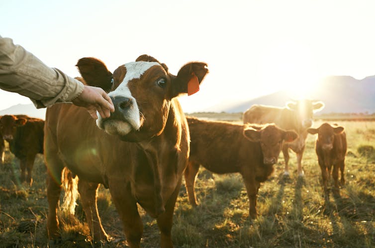 One cow, among a herd of cows on a pasture, sniffing a person's hand