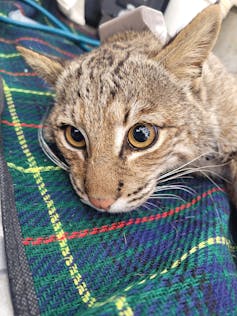 A bobcat lies on a blanket during a scientific workup