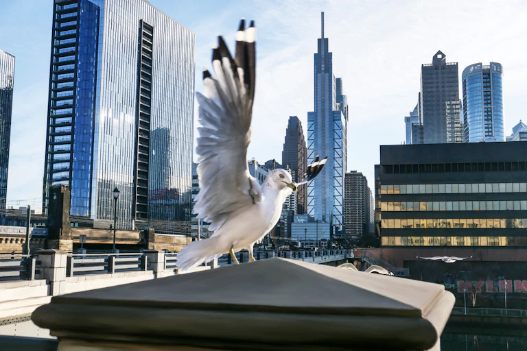 A seagull lands atop a concrete pillar against the backdrop of a city skyline.