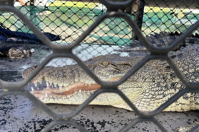 A crocodile is seen behind wire.