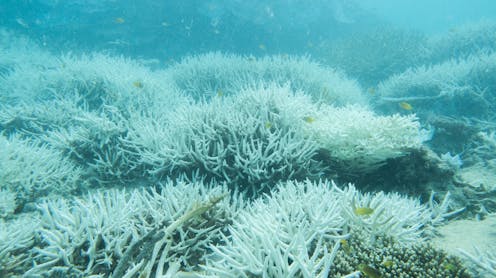 research shows the Great Barrier Reef is the hottest it’s been in 400 years