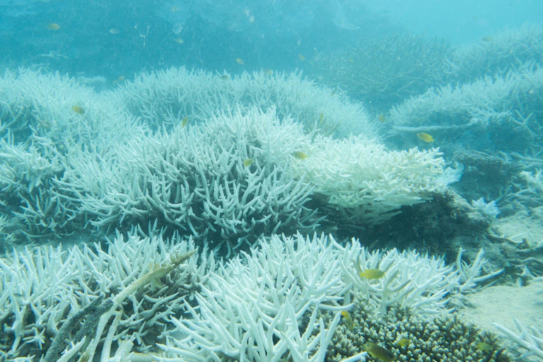 bleached coral