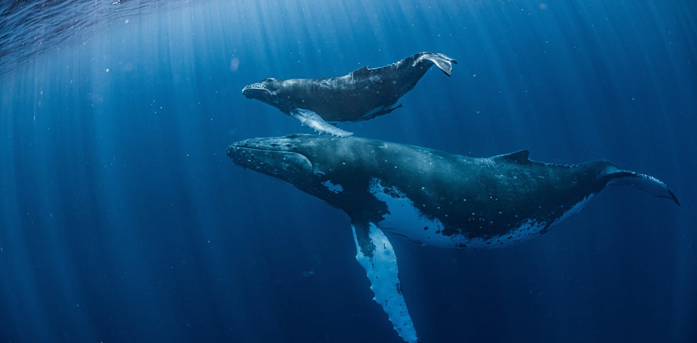Avistamiento de ballenas y delfines: lo bueno, lo malo y lo peligroso