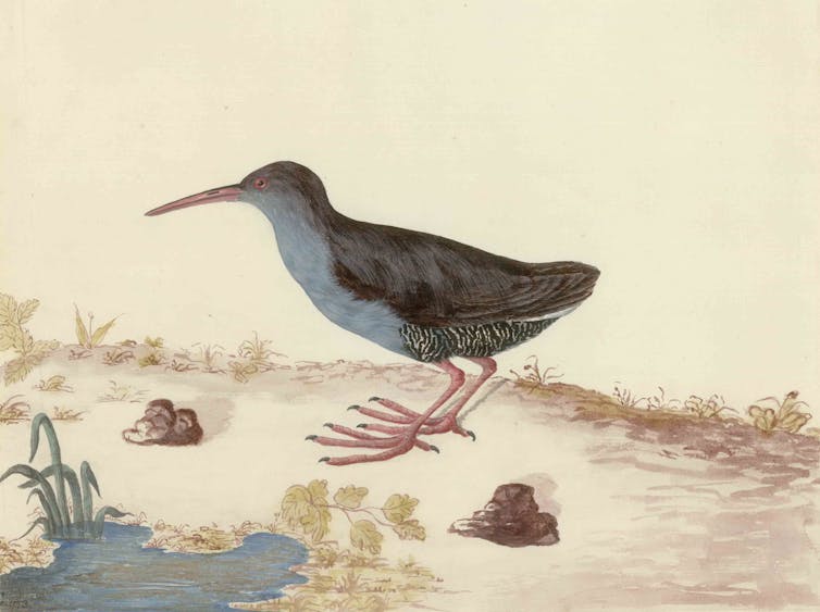 A painting, in watercolours, of a bird with a dark brown back, head and beak, a blue-ish chest and large, splayed feet