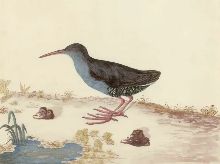 A painting, in watercolours, of a bird with a dark brown back, head and beak, a blue-ish chest and large, splayed feet