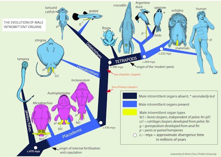 Copulate to populate: ancient Scottish fish did it sideways