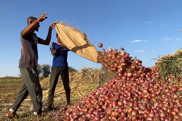 Two men add freshly harvested red onions to a waist high pile on a farm.