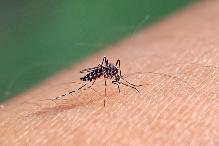Une femelle d'Aedes albopictus en train de piquer.