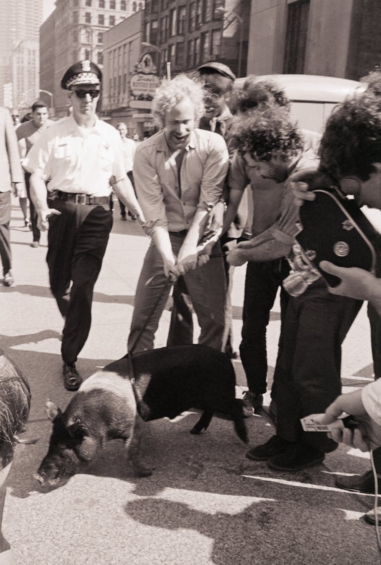 Several men hold the leash of a pig, while one man in police uniform approaches, in a black and white photo