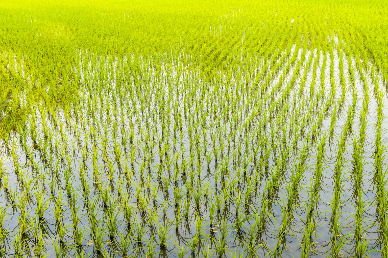 Flo Rida In Rice Good flooding? Scientists use rice cultivation to preserve soil in ...